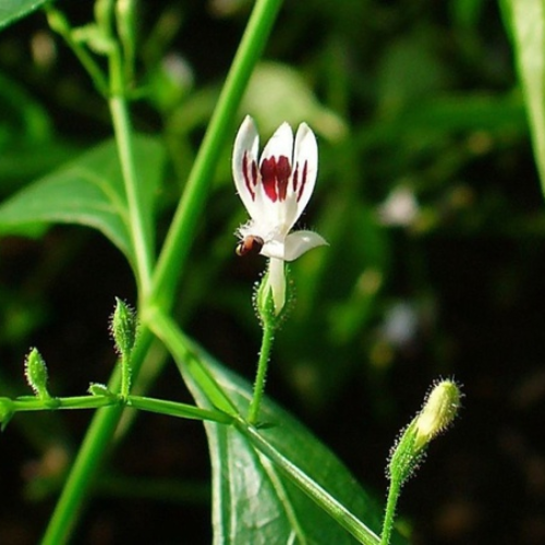 CHIẾT XUẤT XUYÊN TÂM LIÊN (Kháng viêm)